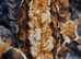 Tri Colour Lilly White