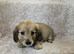 English cream long haired miniatures