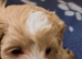 F1 Maltipoo Puppies Extensively DNA Lab Tested Parents