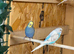 Young baby budgies various colours