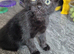 Kittens for sale