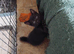 Adorable kitten ready now