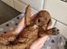 KC registered miniature poodle for STUD