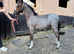 Unreg Welsh a filly