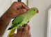 Indian Ringneck