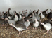Guinea fowl keets