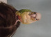 Pineapple conure