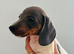 Adore miniature daschund puppies
