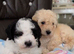 Beautiful Toy Poodle Puppies