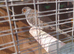 Diamond doves for sale.
