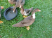 Muscovy Ducks for sale
