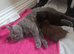 Beautiful Chocolate British Shorthair Kittens | GCCF Registered