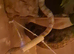 4 y/o corn snake