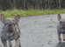 French bulldog puppies for sale