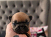 3 female french bulldogs puppies