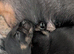 Beautiful puppies available