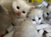 Mink and traditional ragdoll kittens