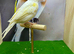 Dimorphic canary female