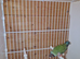 Gouldian finch 5 months old