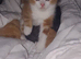 2  kittens,  male and female