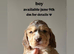 4 stunning show cocker spaniels