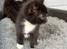6 little kittens looking for a loving home