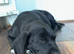 1 Boy Sprigador puppy left out of 3 for sale