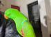 Super tame Eclectus Glasgow