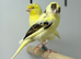 Canaries