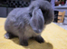 Beautiful Mini lop looking good a home