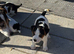Jack Russell puppies for sale