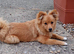 Fox face Pomeranian puppy