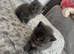Beautiful British shorthair