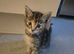 Gorgeous Kittens for sale