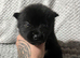 3 Akita puppies left