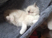 GCCF Ragdoll kittens