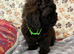 Shihpoo puppies theres only one girl available ready to go to therer new loving homes now if they are on here they are availble