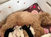 1 Beautiful Cavapoo pup Ready Now