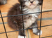Stunning Xl Mainecoon cub