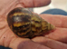 African albino land snails