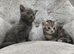 British Shorthair X