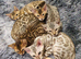Stunning Pedigree Bengal Kittens.