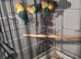 Lovebirds