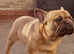 RED FAWN MALE FRENCH BULLDOG