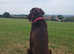 Stud liver flat coated retriever stud fee &pound;500.00