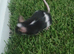 pet mice delivery available