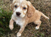 Cocker spaniel puppies