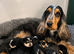 KC reg show type Cocker Spaniel Puppies from DNA tested parents