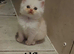 Six absolutely stunning Persian Kittens