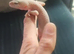 3 lepard geckos 1 male 2 females